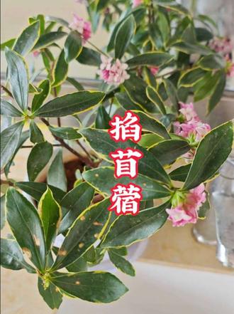 陕西人解压的方式就是挖野菜掐苜蓿#推荐西安北郊掐苜蓿的地方#日闲干#苜蓿#春日里的解压方式 #苜蓿