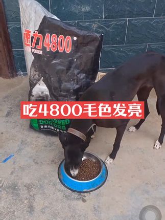 #灵缇犬 #实战猎犬 #狗粮推荐 #猎犬热爱