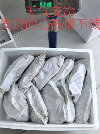 #源头好货 #供应链 #新农人计划 #抖音推广 #芳姐生态精品甲鱼 两节即将来临!兄弟们都等着放假!对于卖甲鱼的芳姐来说,只要顾客有需要,休息两个字在我们的词典中不存在。