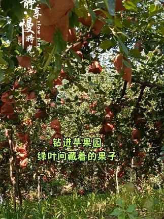 新疆矿源源头工厂厂家直销,99元10公斤,正品保证,全国各地发货包邮#服务三农支持三农 #新疆矿源哈密源头工厂直发