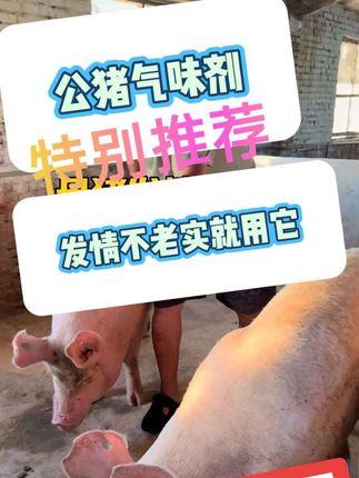 母猪发情不老实就用它#养殖