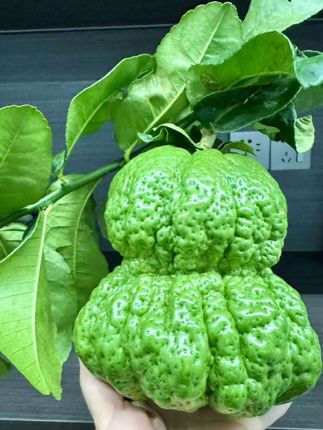 有谁敢像我这样的发誓,最后自己把自己给骗了😂#优质农产品 #抖音新农人 #新鲜采摘 #抖音助农扶农 #新农人计划