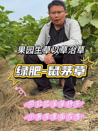 今年的鼠茅草种子价格更实惠了 种植一次能长四五年优质果园绿肥 抑制杂草效果好,还可以增强土壤肥力#鼠茅草#鼠茅草种子#绿肥#果园生草#以草治草