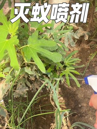 #蚂蚁窝 #灭蚁 #虫害防治 #蚂蚁 #超便宜超划算