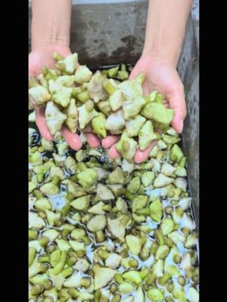 脆甜多汁!江南水乡的鲜美菱角来啦~ 喜欢我们嘉兴南湖菱的  下面小黄车下单