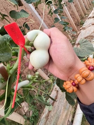 精品贴肚,即将下架#葫芦福禄 #文玩葫芦 #一把葫芦的魅力 @柏人葫苑 @幕幕