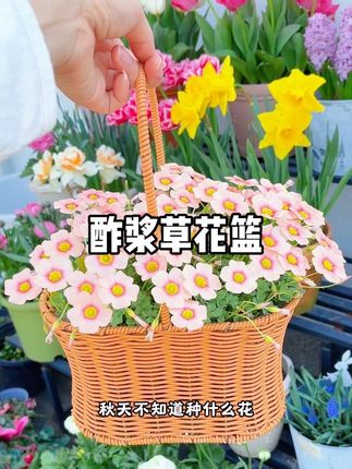 酢浆草的品种多、花色多、花量大,受到很多花友的喜爱,9-10月温度低于30度就可以开始种植了,早花品种一个多月就能开花 ,晚花品种二月开花#阳台养花 #酢浆草种植时间 #酢浆草开花