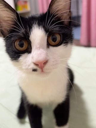 大耳朵小漂亮 #萌宠出道计划 #萌宠 #毛孩子的日常 #养猫人 #奶牛猫
