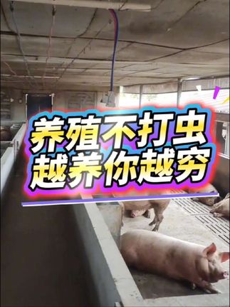 养殖不打虫,越养你越穷#所有养猪人 #养殖驱虫方法 #服务三农支持三农 #驱虫的重要性