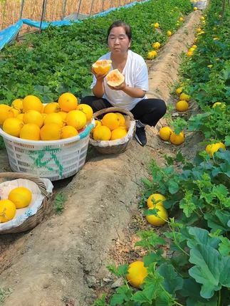 #民勤蜜瓜 #新鲜采摘 #口感特别好