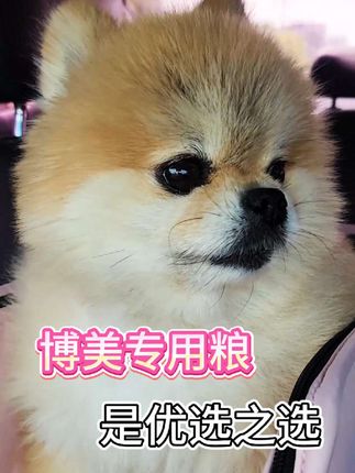 这款博美狗粮是优选之选#狗狗 #博美 #狗粮 #养狗的乐趣 #狗是人类最忠诚的朋友