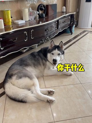 奥斯卡是个高富帅哈士奇