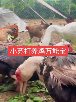 小苏打养鸡万能宝#科学养鸡#养鸡小妙招#三农