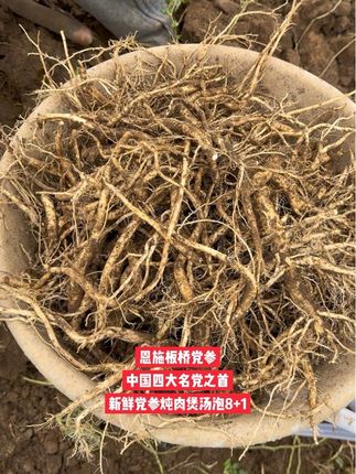 恩施板桥党参,中国四大名党之首。2000米海拔高山生长农家自种新鲜党参。炖肉煲汤泡8+1泡茶都是非常好的选择。#党参 #恩施板桥党参 #三农流量扶持计划 #生鲜 #三农