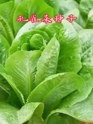 孔雀菜种子正品一年四季种孔雀菜种子盆栽地栽生菜家庭蔬菜种子YL#上热门#好物推荐#种草#内容启发搜索 #纯天然绿色蔬菜