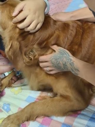 原谅我亲手送你离开了我 当它昏迷前慌张的寻找我直到看到我后缓缓的闭上了眼,我以为我能忍住不哭!但是当医生推结束它生命那一针的时候,我控制不住了,跑去外面痛哭起来!希望我的宝贝不要怪我替你做了选择!#金毛#离别是为了更好的相遇