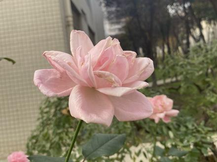 一根竹签 + 一包彩泥
就能捏出永不凋谢的玫瑰
手残党也能轻松拿捏✅
快 @你的饭搭子一起做#快来试试吧一学就会 #彩泥