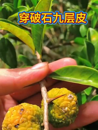 #煲汤#大自然的馈赠 #穿破石#闽南语