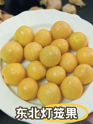 东北姑娘果又名灯笼果 ,很独特的味道,纯甜不酸,淡淡奶香味!没吃过的可以尝尝! #菇娘果 #灯笼果 #快来一起尝个鲜