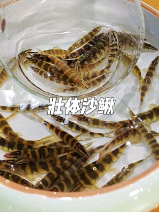 壮体沙鳅 在潺潺流动的清澈溪流中,生活着一种小巧而独特的鱼类——壮体沙鳅。它体型短而粗壮,却又不失灵动之美,微微侧扁的身姿使其能在水中灵活穿梭 。, ,壮体沙鳅的头部高高隆起,且向两侧扁平展开,给人一种独特的立体感。它的吻部稍尖,仿佛是为了精准探寻水底的食物而生长。眼睛又大又明亮,宛如两颗灵动的黑宝石,镶嵌在头部两侧,时刻留意着周围环境的变化。眼下刺分叉且粗壮,其末端能延伸至眼后缘,颅顶囱门则较小。#壮体沙鳅 #壮体沙鳅原生鱼 #沙鳅 #沙鳅鱼 #观赏鱼世界