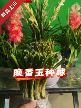 基地直发晚香玉种球花苗浓香型多年生植物室内外庭院四季易种花卉 #好物推荐🔥 #种球 #重瓣种球 #花卉绿植 #爱生活爱养花