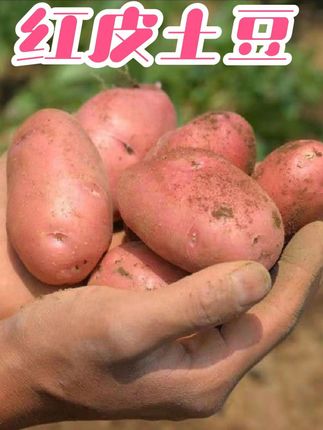 【现挖现发】红皮土豆高山露天种植正宗红皮黄心土豆马铃薯 #红皮土豆 #黄心土豆 #粉土豆 #优质农产品 #太好吃了