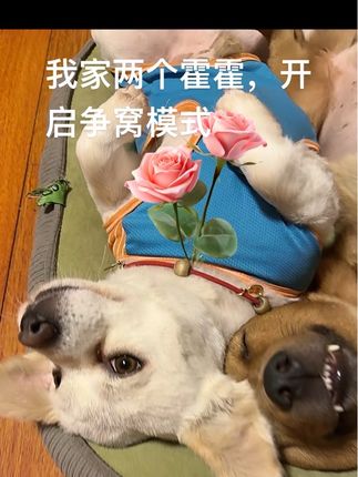 白色心脏肥大住院花1549,黄色的肾衰住院花10200块 #家有中华小田园 #带小狗去新疆 #家有萌宠 @抖音创作小助手