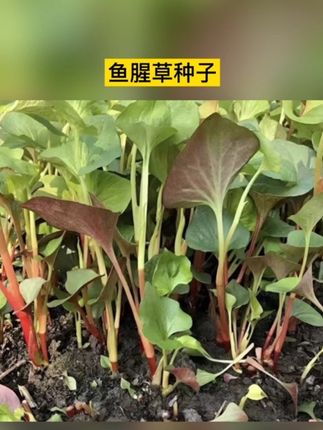 #鱼腥草 #鱼腥草折耳根 #三农 #家庭种植 #好物推荐🔥