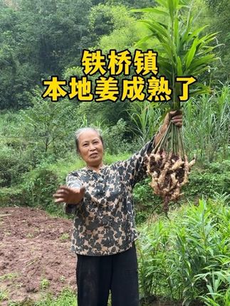 本地新鲜应季嫩姜,适合泡酸菜!欢迎下单#嫩姜 #生姜 #竹根姜