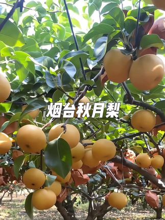 #秋月梨 #脆甜多汁 #新鲜采摘 #当季水果 #烟台秋月梨