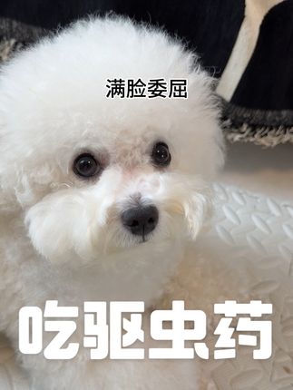 我怀疑他在骗我的零食,朋友们有没有喂药绝招啊#小狗八喜 #比熊#小狗驱虫