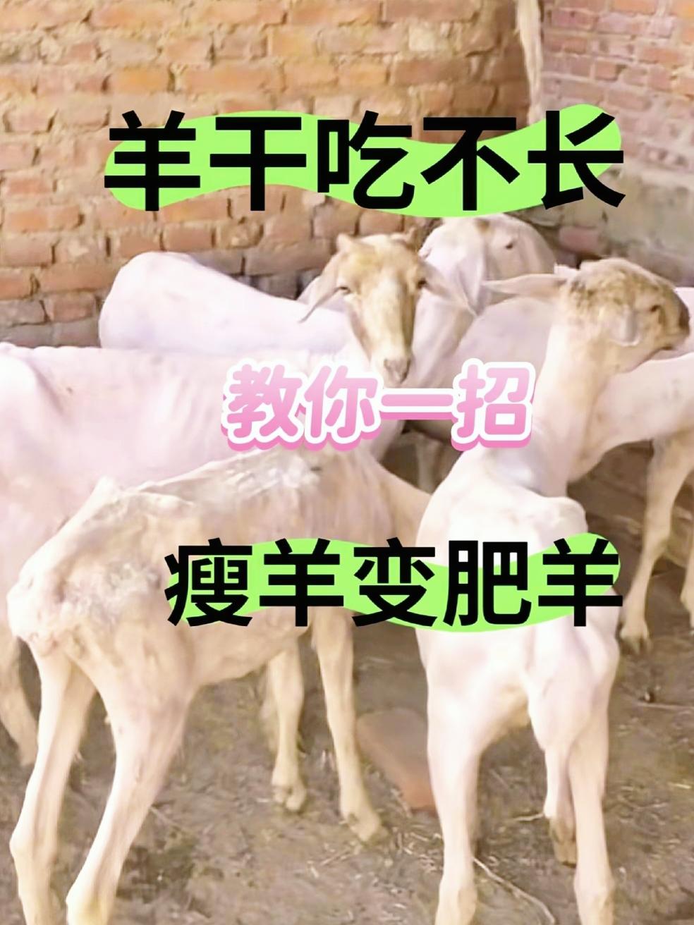健胃消食快养羊户都在用。#农村养羊#养殖人加油#自繁自养#畜牧养殖#每天分享养殖小知识