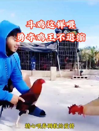#斗鸡养殖 #斗鸡 #斗鸡比赛