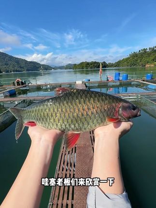 爱吃鱼生的老板这个青竹鱼非常合适,这一批皮毛发色非常漂亮,不仅好看还好吃,鱼肉清甜无腥味#青竹鱼 #青竹鱼生 #万绿湖青竹鱼