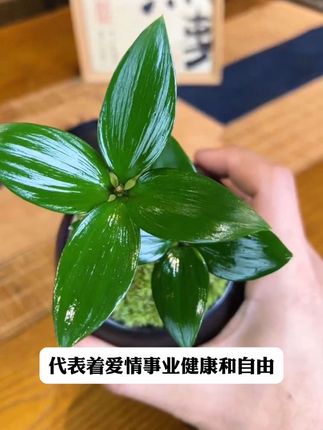 想给生活增加一点色彩,那就养一盆四叶草,颜值高寓意好,好看又好养#四叶草盆栽#花卉绿植#精品盆景 #桌面小盆栽 @DOU+小助手 @巨量千川