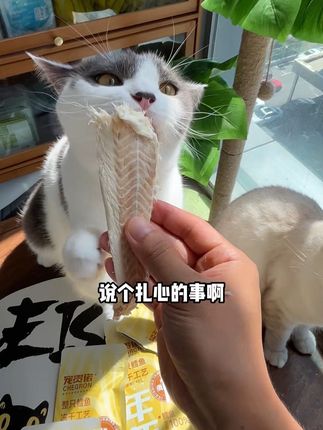 真的没给你家猫吃过鱼吗,真的应该尝尝鲜 #鳕鱼冻干#萌宠好物#新手养猫