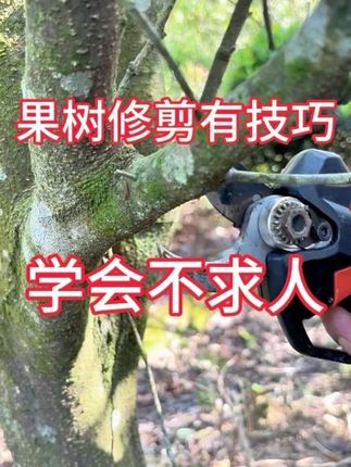 果树修剪有技巧,技术口决详细解释,简单易学!#果树修剪 #果 果树修剪有技巧,技术口决详细解释,简单易学!#果树修剪 #果树 #三农 #园林养护#果园管理