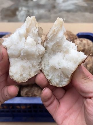 山东牛奶小芋头,保证新鲜,保证品质! 蒸着吃,烤着吃,炒着吃,炖着吃,总有一种口味适合您!#芋头 #毛芋头 #田间美味