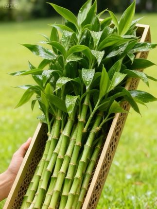 基地直发【2盆装】观音竹水培植物盆栽客厅办公室富贵竹水养绿植#观音竹水培 #