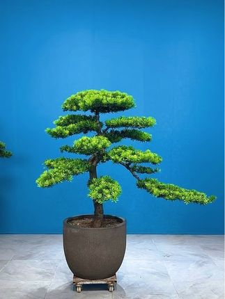 #别墅庭院植物 #客厅高档盆景 #松罗汉松造型盆景#小叶名贵品种,四季常青常绿#老总办公室亲情推荐