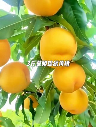 十几块就发3斤蒙阴锦绣黄桃,喜欢的姐妹赶紧尝尝吧!! #好吃到停不下来 #黄桃 #桃子 #水果 #新鲜采摘