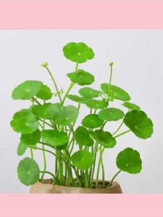 #家庭养花 铜钱草盆栽小绿植客厅金钱草水培招财摆件茶几办公室桌面好养植物 #花卉绿植养花 #花卉养护 #种菜 #爱养花