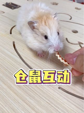 有了啵啵条,鼠鼠变得更亲人了#养鼠日常分享 #仓鼠零食 #养鼠日常
