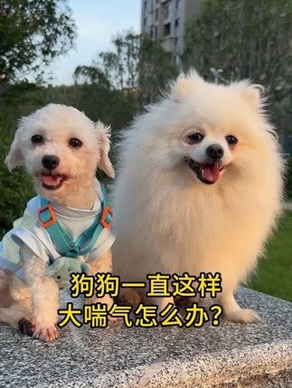 狗狗一直这样喘怎么办?#狗狗#金色宠#新手养狗#狗狗倒吸气