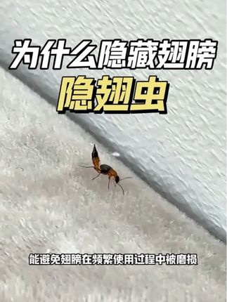 隐翅虫为什么要把翅膀隐藏起来?家里出现该如何消灭?将翅膀隐藏起来,本质是为了适应环境、降低生存风险。隐翅虫的日常活动以爬行为主。隐藏翅膀能减少爬行时的空气阻力,让身体更灵活,便于在复杂地形中快速移动。而当需要长距离迁移,它们会展开隐藏的后翅飞行,完成任务后再将翅膀折叠收起,实现了“爬行灵活”与“飞行迁移”的功能平衡。另外,隐藏翅膀能避免翅膀在频繁使用过程中被磨损,延长翅膀的使用寿命,确保在关键时候能正常飞行。飞行时具有向光性,容易在晚上沿着家里灯光飞入家中,必要时可使用隐翅虫杀虫剂进行喷药灭防!#隐翅虫 #隐翅虫隐藏翅膀 #隐翅虫怎么预防消杀 #隐翅虫的毒液堪比硫酸 #毒隐翅虫