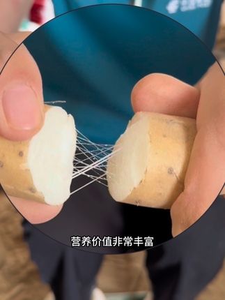 正宗小白嘴山药,产地直发,不水洗不泡药,营养价值超高,老人小孩都可以吃,煮粥煲汤也可以#山药 #宝宝辅食 #蓝莓山药 #山药排骨汤 #铁棍山药