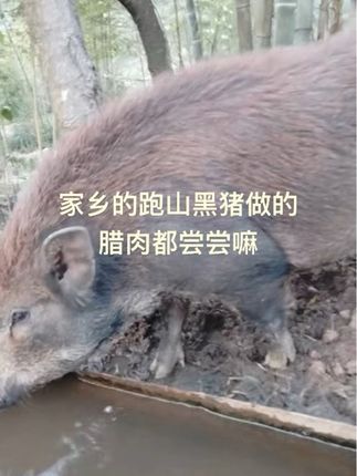 正宗跑山黑猪腊肉吃起来真的香味道也很下饭#农家烟熏腊肉 #黑猪肉 #湖南腊肉 #腊肉 #人间烟火最抚人心