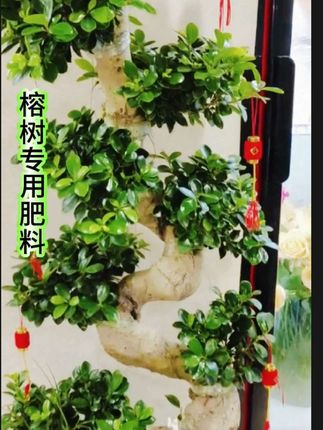#榕树专用复合肥#农资肥料