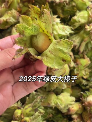喜欢吃绿皮大榛子的快来吧!皮薄仁满!#绿皮榛子#家乡特产 #大自然的馈赠 #还是小时候的味道 #优质农产品