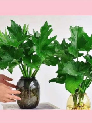 #绿植花卉 大叶春羽水培植物天堂鸟客厅绿萝盆栽花卉水养富贵竹龟背竹吸甲醛#花卉植物 #大叶春羽水培 #植物天堂鸟 #好物推荐🔥